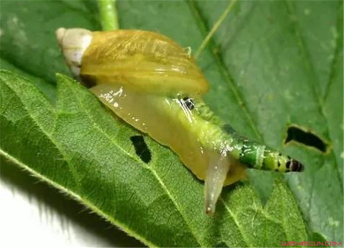 ʬţж ʬţ汻ȡֲͼƬ