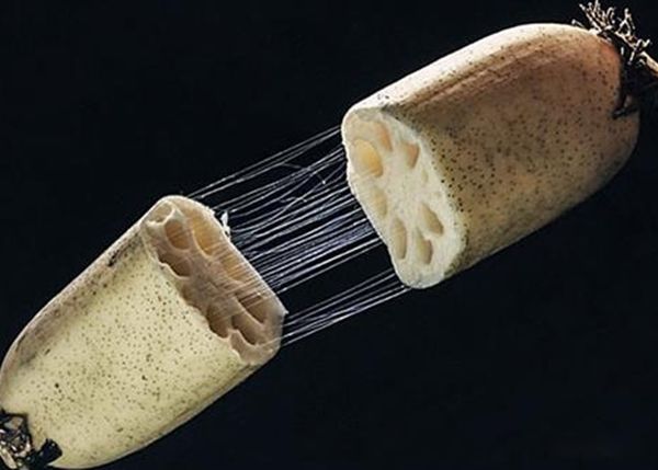 ź˿˿ֲʲô֯ ź˿˼