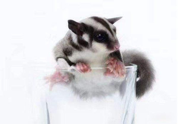۴ΪʲôдȾ һ᳤ֻһûдȾ