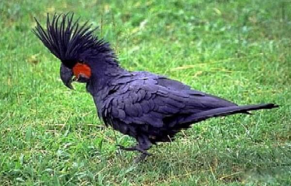 аǰʮ ԷҪ