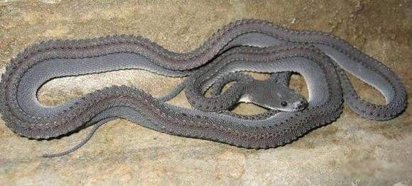 ϡߵƷֶЩ ϸäߺһӲһС