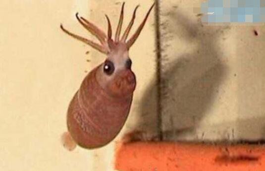 СͼƬʲô ᷢⳤ÷ǳɰ