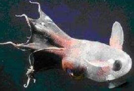 СͼƬʲô ᷢⳤ÷ǳɰ