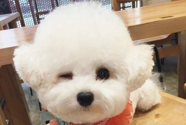 smiledogjpg΢ЦƬ ֲԭͼΪʲô