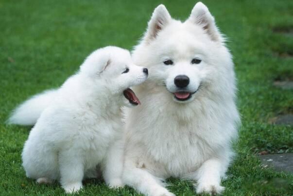 smiledogjpg΢ЦƬ ֲԭͼΪʲô