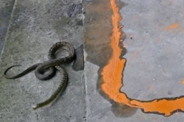 ۻĿ ߵ˵ȫ
