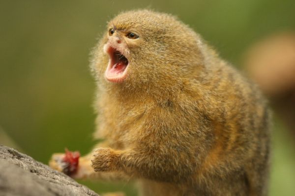 ʲô Ϊж