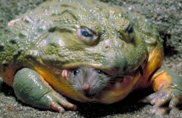 ¡ж ¡