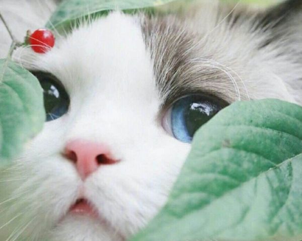 Ϊʲôèϲ èܹ˵