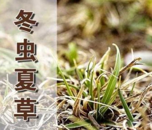 Ĳǳ滹ǲ?ֲﻹǶ ĲݵЩ