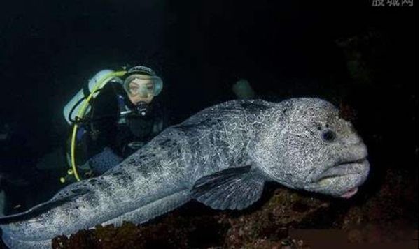 Ϊʲô׽ ʲôĶж೤