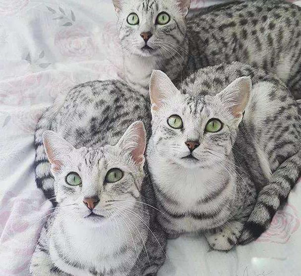 èʲôƷ ϵèҪĸ