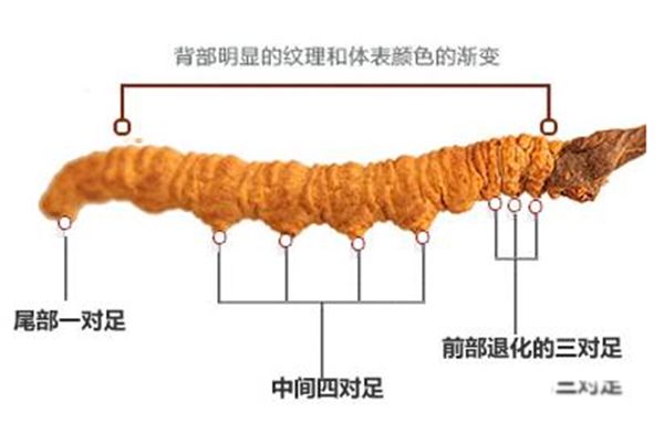 Ĳǳ滹ǲ?ֲﻹǶ ĲݵЩ