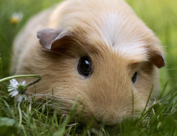  ʲô˼