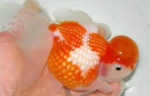 ĽʲôƷ,ԼǮ? ȫƷаǰʮ