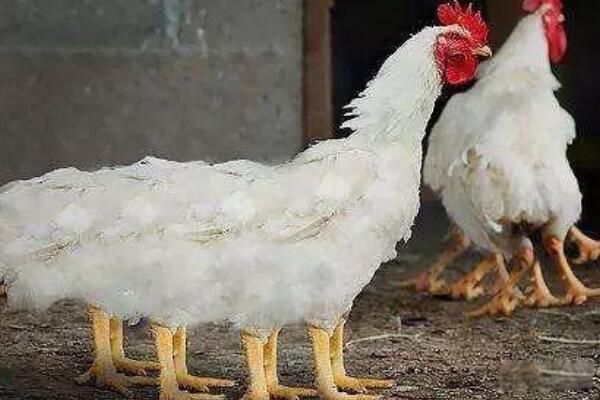 뿴֩뼦Ƭ ֩뼦׳ʲô