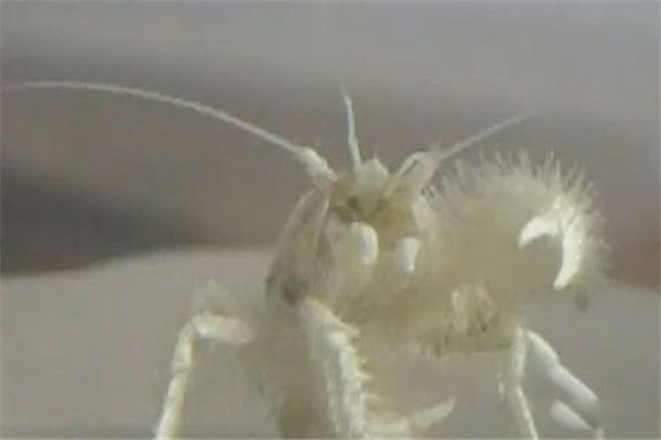 ѩзϸĹϵʲô ѩзʲô