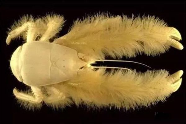 ѩзϸĹϵʲô ѩзʲô