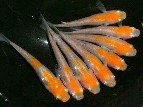 ˮȫƷ ˮʲôƷ