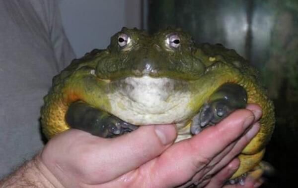 ţͷʲô ţͷô