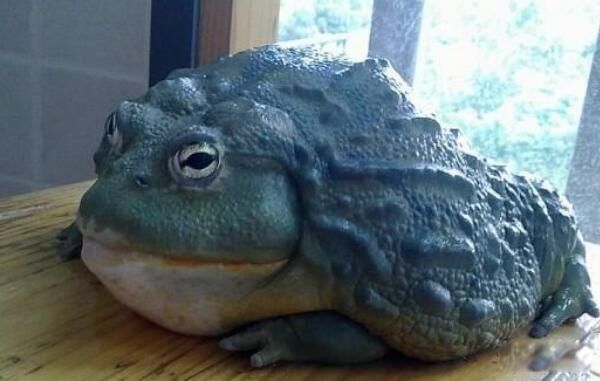 ţͷʲô ţͷô