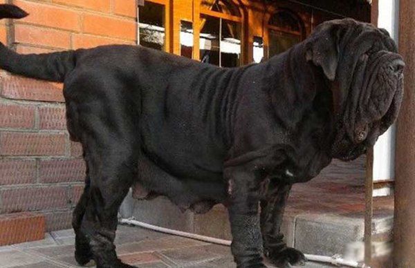 ʮȮս ʮͼƬȫ