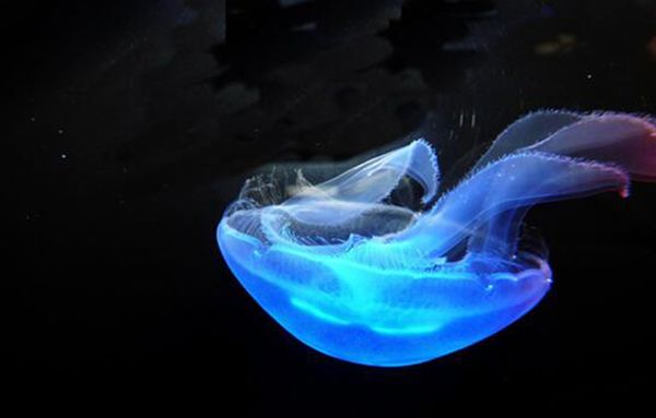 ˮĸô ĿǰʳõˮĸЩ