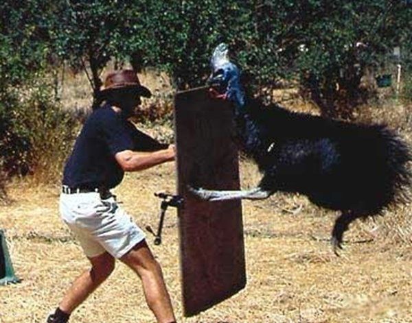 ʳݶаǰʮ ˮţƢ䱩