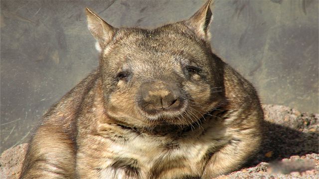 ϡжʲô ȫϡжǰʮͼƬ