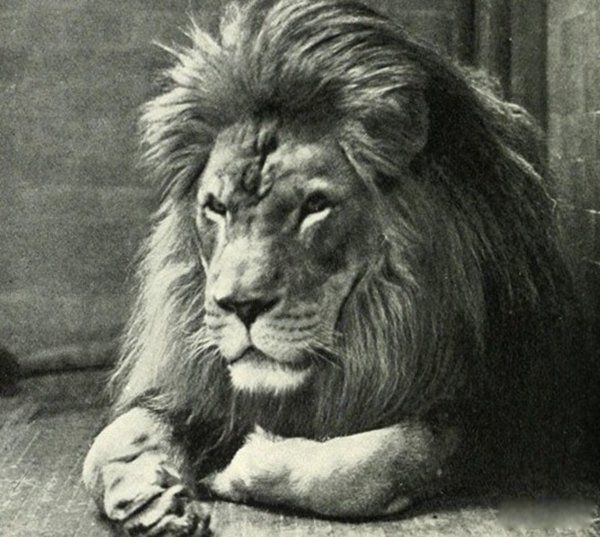 ĶͼƬЩ Ͱʨ1927Ħ类ǹɱ