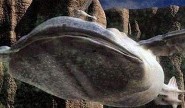  ڶ
