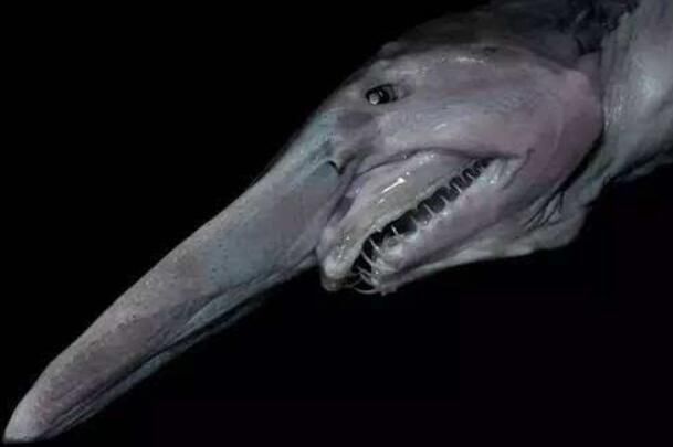 ŷϼͼƬʲô ŷϼ