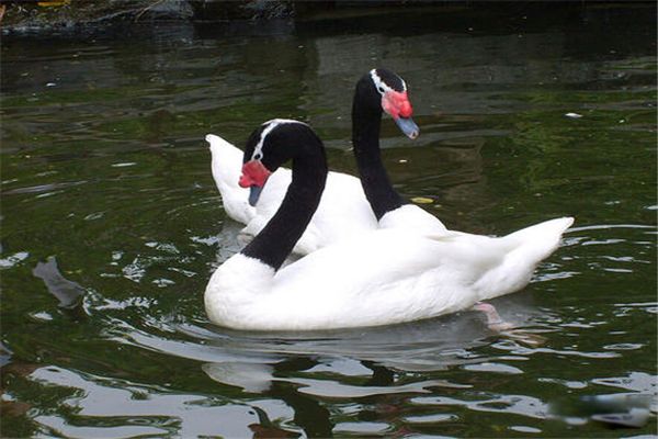ھʲô ھ쳤ʲôͼƬ
