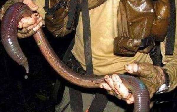 ﷢ֵ жĸҷֵ