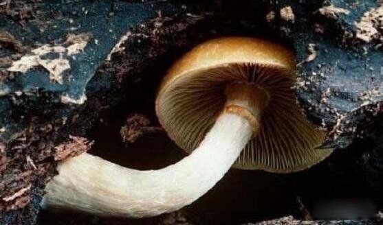ʹĢʲôͼƬ ʹĢĶж