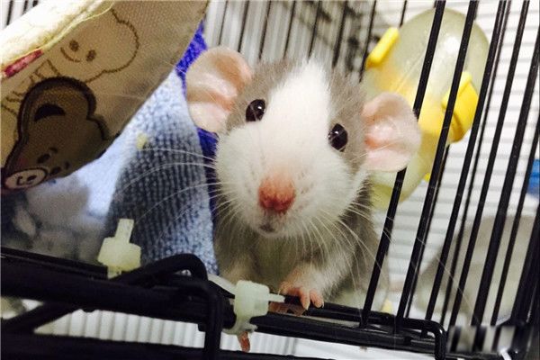 花枝鼠为什么不建议养?臭吗 花枝鼠是老鼠吗