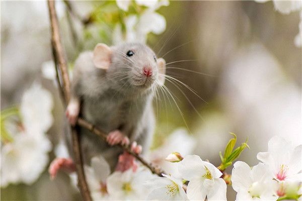 花枝鼠为什么不建议养?臭吗 花枝鼠是老鼠吗