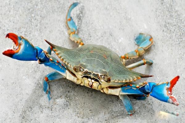 ɫзʲô ԶзͼƬʲô