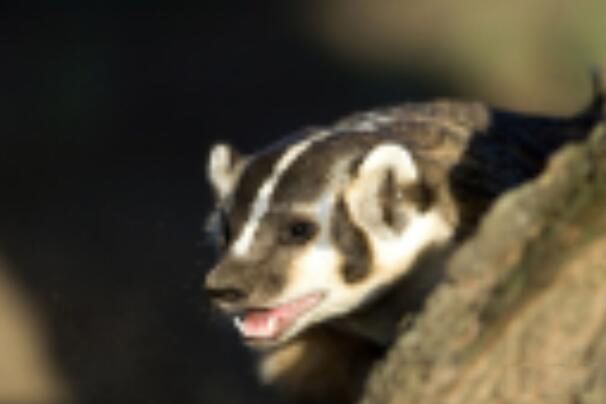 ʲô Ϊʲô