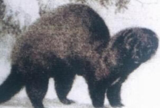 ʲô Ϊʲô