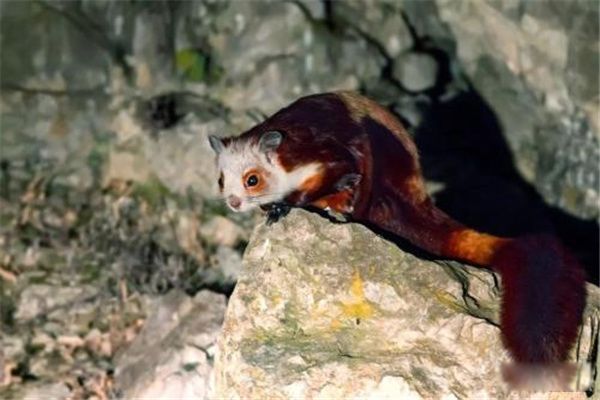 Ǽ ʲôʳ