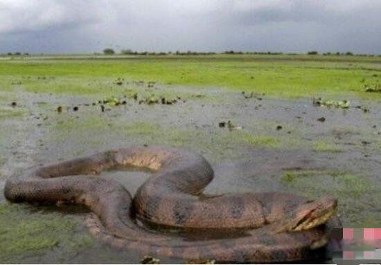 ���ؾ���Ŀ���¼� �����������ؾ���nabau���֮��