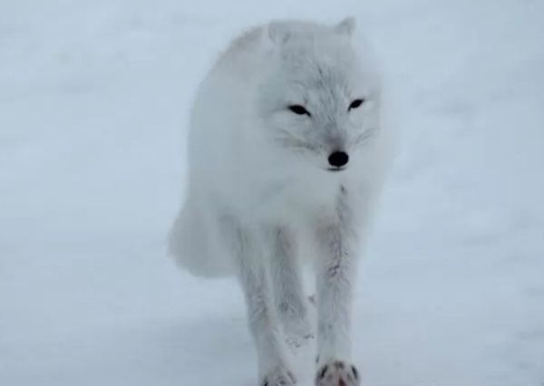 ЩɫĶ ɫǰʮ̵