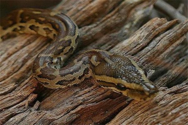 ����������ɭ���ĸ����� ��������û����ԱȽ�