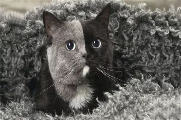 ˫èʲô ˫èô?γԭ