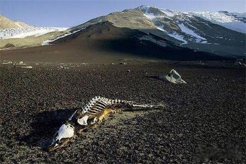 йطаǰʮ ֲ:¼