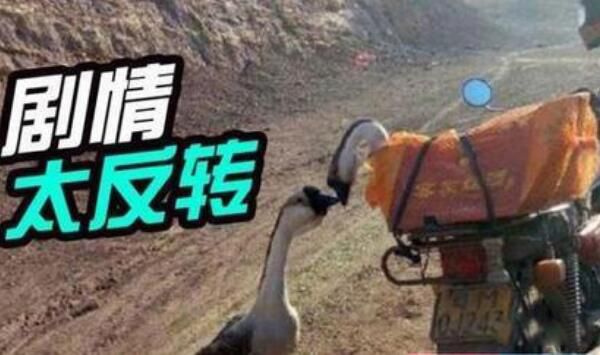 ֻǰ ֻͼƬ(ѱԵ)