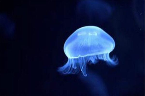 ڵˮĸʲôͼƬ ڵˮĸķֳʽ