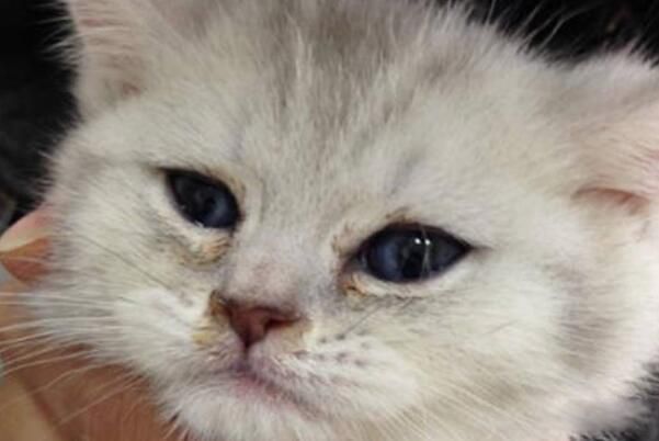 èʲôԭɵ èʲô