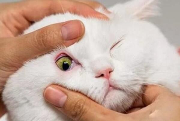 èʲôԭɵ èʲô
